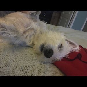 Meet your Posher, Genevieve